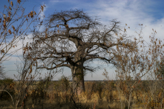 Arbol sin hojas detrás de vegetación baja.