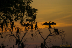 Grupo de cormoranes secándose en las ramas de un arbol al atardecer. Contraluz.