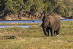 Gran elefante pastando en prado verde con río al fondo.