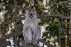 Mono Vervet sentado en una rama.