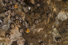 Murciélagos colgando del techo en cueva.