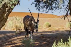 Oryx en primer plano.