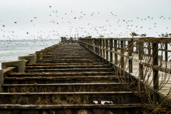 Vigas de un puente en la ciudad de  Swakopmund con gaviotas y cormoranes alrededor.