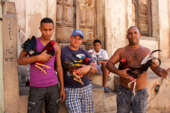 Galleros