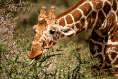 Fotografía realizada en Kenia, en el viaje fotográfico organizado por Emiliano Sánchez en Agosto de 2022