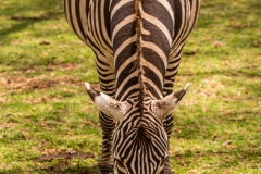 Fotografía realizada en Kenia, en el viaje fotográfico organizado por Emiliano Sánchez en Agosto de 2022