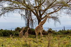 Fotografía realizada en Kenia, en el viaje fotográfico organizado por Emiliano Sánchez en Agosto de 2022