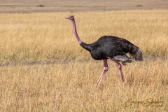 Fotografía realizada en Kenia, en el viaje fotográfico organizado por Emiliano Sánchez en Agosto de 2022
