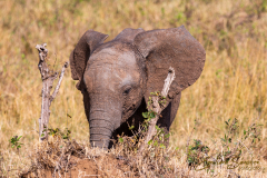 Fotografía realizada en Kenia, en el viaje fotográfico organizado por Emiliano Sánchez en Agosto de 2022
