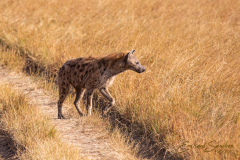 Fotografía realizada en Kenia, en el viaje fotográfico organizado por Emiliano Sánchez en Agosto de 2022
