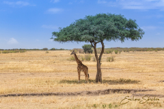 Fotografía realizada en Kenia, en el viaje fotográfico organizado por Emiliano Sánchez en Agosto de 2022