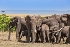 Fotografía realizada en Kenia, en el viaje fotográfico organizado por Emiliano Sánchez en Agosto de 2022