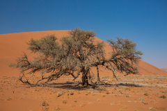 Acacia.