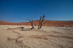 Acacias petrificadas.