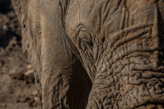 Arrugas de Elefante.