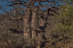 Baobab