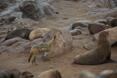 Coyote acechando.