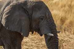 Cuernos de Elefante.