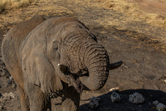 Elefante bebiendo.