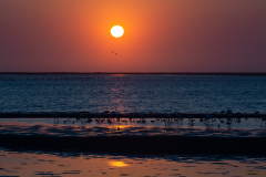 Flamencos al Sol.