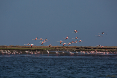 Flamencos.