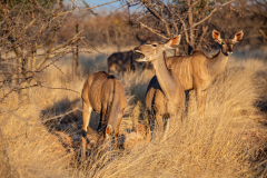 Kudus.