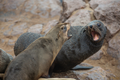 Leones marinos rugiendo.