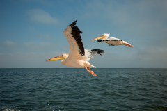 Pelícanos volando.