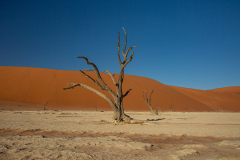 Acacia petrificada.