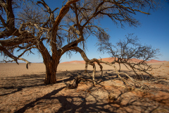 Acacia.