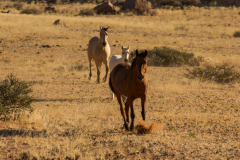 Caballos Salvajes.