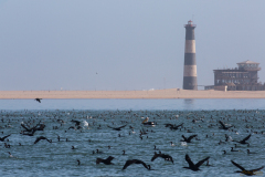 Cormoranes, pelícanos y Faro.