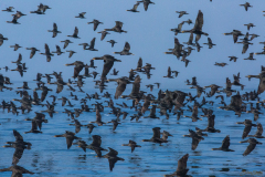 Cormoranes.