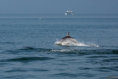 Delfin saltando.