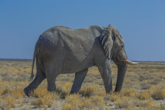 Elefante caminando.