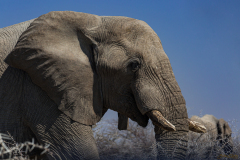 Elefante.