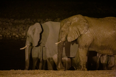 Elefantes de noche.