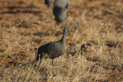 Gallina de Guinea.