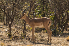 Impala.