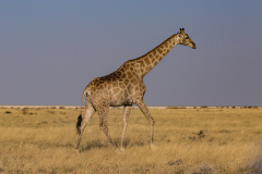Jirafa caminando.
