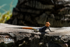 Lagarto de fuego.