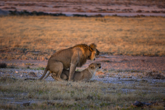 Leones copulando.