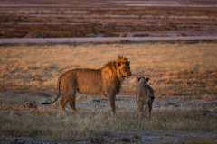 Leones