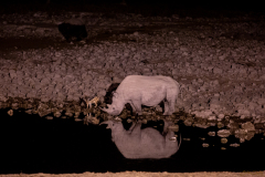 Rinoceronte nocturno.