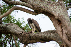 Aguila comiendo.
