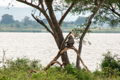 Babuino en el río
