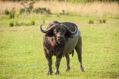 Búfalo