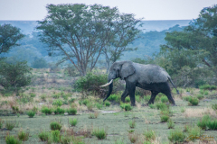 Elefante mojado