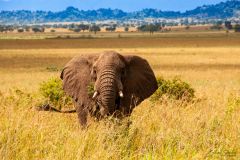 Elefante
