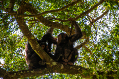 Familia de chimpancés